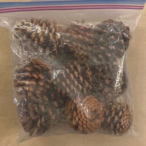 Large Pinecones (9)